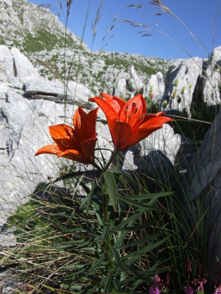 Fioriture in quota